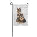 KDAGR Brown Puppy Two Yorkshire Terrier Puppies Yorkie Dog Small Garden Flag Decorative Flag House Banner 12x18 inch