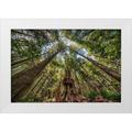 Oldford Tim 18x13 White Modern Wood Framed Museum Art Print Titled - Avatar Grove Canopy