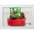 Illg Cathy and Gordon 18x13 White Modern Wood Framed Museum Art Print Titled - Alaska Tongass NF Sea lions resting on a buoy