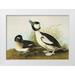 Audubon John James 18x14 White Modern Wood Framed Museum Art Print Titled - Buffel-Headed Duck