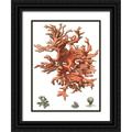 Vision Studio 19x24 Black Ornate Wood Framed with Double Matting Museum Art Print Titled - Red Coral (N) III