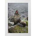 Grall Don 17x24 White Modern Wood Framed Museum Art Print Titled - Antarctica Elsehul Bay Antarctic fur seal yawns