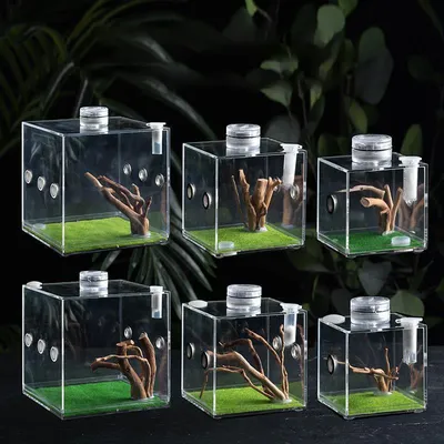 Boîte d'élevage d'insectes chantants en acrylique araignée sautante petit reptile pingouin en