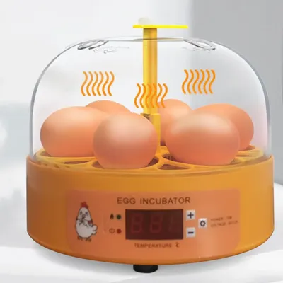 Mini incubateur numérique pour 6 œufs couveuse à température automatique couveuse jetable