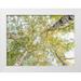 Pangea Images 18x15 White Modern Wood Framed Museum Art Print Titled - Birch woods in spring