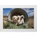 Muench Zandria 18x13 White Modern Wood Framed Museum Art Print Titled - Labrador retriever puppies