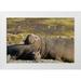 Paulson Don 24x17 White Modern Wood Framed Museum Art Print Titled - South Georgia Isl Bull elephant seal with harem