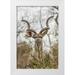 Lord Fred 13x18 White Modern Wood Framed Museum Art Print Titled - Africa South Africa Adult greater kudu