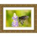 Jaynes Gallery 24x17 Gold Ornate Wood Framed with Double Matting Museum Art Print Titled - Florida-Orlando Wetlands Park Eastern black swallowtail butterfly on flower