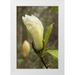 Johnson George 13x18 White Modern Wood Framed Museum Art Print Titled - White Tulip Tree I