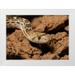 Pryor-Luzier Maresa 18x14 White Modern Wood Framed Museum Art Print Titled - Sonoran gopher snake-bullsnake-blow snake-Pituophis catenefir affinis-New Mexico-wild