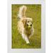 Lord Fred 17x24 White Modern Wood Framed Museum Art Print Titled - CO Summit Co Golden retriever fetches a ball