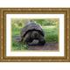 Jones Adam 14x11 Gold Ornate Wood Framed with Double Matting Museum Art Print Titled - Galapagos giant tortoise Genovesa Island-Galapagos Islands-Ecuador