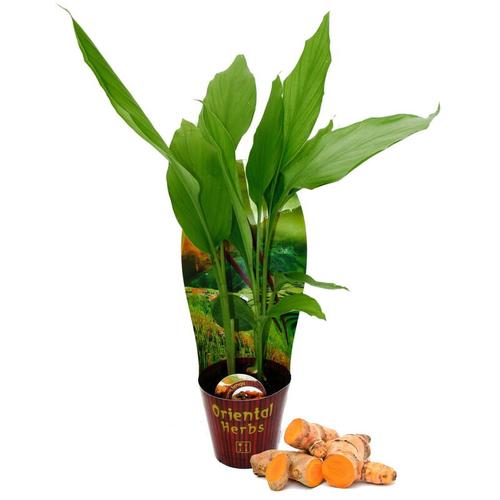 Exotenherz – Kurkuma Pflanze – Curcuma longa – Gelbwurz – Safranwurz – 12cm Topf