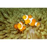 Highland Dunes Two Clown Anemonefishes - Wrapped Canvas Photograph Canvas | 12 H x 18 W x 1.25 D in | Wayfair 81C52CC6298948549CF32609BE2EDB74