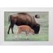 Wild Jamie and Judy 14x11 White Modern Wood Framed Museum Art Print Titled - South Dakota-Custer State Park-Bison mother and calf-Bison bison