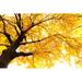 Ebern Designs Autumn Ginkgo by Baphotte - Wrapped Canvas Print Canvas | 8 H x 12 W x 1.25 D in | Wayfair 0CCDC29FA2564F50970CF802DD13C3A4