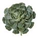 Nearly Natural 13 Giant Echeveria Succulent Pick Artificial Plant (Set of 2)