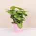 Thorsen's Greenhouse Live Butterfly Syngonium Plant in Blush-Colored Pot, 4" Diameter | 6 H x 4 D in | Wayfair 4 Wh Butt-core-blush