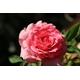 Rose Plant - Hybrid Tea - 'Amazing Grace' - 1 x Full Plant in 5L Pot - Premium Quality Plants