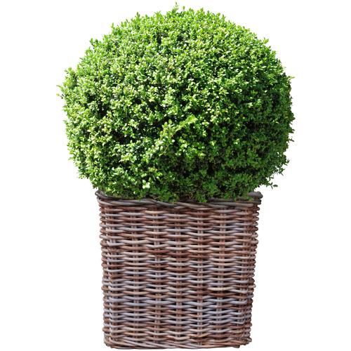"Gehölze BCM ""Buchsbaum Kugel"" Pflanzen grün Buchsbaum-Kugel: 25 cm, 1 Pflanze"