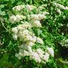 Willemse France - Lilas double blanc