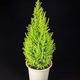 Garden Shrub - Cypress 'Gold Crest'- 1 x Full Plant in 2 Litre Pot