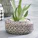 Nia Geo Bowl Planter Pots - Grandin Road