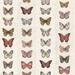 Gracie Oaks Faux Butterflies 33' L x 21" W Wallpaper Roll Non-Woven in Red/White/Brown | 21 W in | Wayfair 1B241801DA894A7990DE2CC106362420