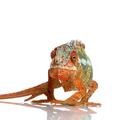 Ebern Designs Panther Chameleon by Globalp - Wrapped Canvas Photograph Canvas | 12 H x 12 W x 1.25 D in | Wayfair 41A1BD81CB884CA3926AB14384BE417B