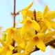 Forsythia x intermedia 'Minigold' 1L