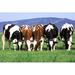 Gracie Oaks Herd of Cows by Feedough - Wrapped Canvas Photograph Canvas | 8 H x 12 W x 1.25 D in | Wayfair 44E94AEB96D5438C9543538388DD34CC