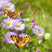 Gracie Oaks Beautiful Butterflies Resting by Artjazz - Wrapped Canvas Photograph Canvas | 20 H x 20 W x 1.25 D in | Wayfair