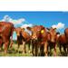 Gracie Oaks Curious Cows - Wrapped Canvas Photograph Canvas | 12 H x 18 W x 1.25 D in | Wayfair BF51DD584D124A02917B4303761C2D0D