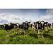 Gracie Oaks Young Dairy Cows by Deb Drury - Wrapped Canvas Photograph Canvas | 8 H x 12 W x 1.25 D in | Wayfair A1C3DCF0029D4C00BB0D29FCEC990D54