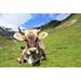 Gracie Oaks The Pretty Cow by Astrid860 - Wrapped Canvas Photograph Metal | 32 H x 48 W x 1.25 D in | Wayfair D866CF030239465E93C5E7A94C8491D9