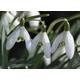 100 Single Snowdrops bulbs IN THE GREEN (Galanthus Nivalis)