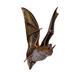 Bechstein's Bat Plaque - Bats - Bechsteins Bat - Bechstein's Bats Bat Gift - Bat Art WD4P
