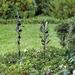 Metal Floral Garden Stake - Style I - Ballard Designs - Ballard Designs