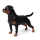 Jouets de Simulation Rottweiler modèle de chien figurine debout accessoires ornements d'animaux