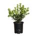 Plants by Mail 2.5 Quart Dwarf Burford Holly Live Plant | 15 H x 6 D in | Wayfair 3065Q