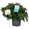 Plant In A Box - Gardenia Jasminoides - Jasmin du Cap - Pot 13cm - Hauteur 25-40cm