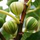 Panache Tiger Fig Tree 4Lt Pot XXXL Plants To Your Door