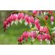 Bleeding Heart (Dicentra Spectabilis) XXXL 3Lt Large Pot Plants To Your Door