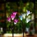 Outdoor Solar Garden Stake Lights 2 Pack Solar Powered Flower Lights with 8 Lily Flower Multi-Color Changing LED Solar Landscape Decorative Lights for Garden Patio Backyard Solar Flower Lights