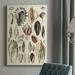 Dovecove Seashell Display Wrapped Canvas Graphic Art Canvas, Solid Wood in Black/Brown | 27 H x 16 W x 1 D in | Wayfair