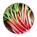 Fragrance Oil Fresh Mint & Rhubarb 500ml Scented Fragrance for Candle Making, Soap Making & Bath Bombs
