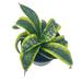 Florida House Plants Sansevieria Twist Trifasciata Rare Variegated Snake Plant In 4 Inch Pot | 12 H x 5 D in | Wayfair 73331711