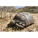 Bay Isle Home™ Desert Tortoise by Leosgnarly - Wrapped Canvas Photograph Canvas | 8 H x 12 W x 1.25 D in | Wayfair F1863376E6074235B49AD6F212564EB8