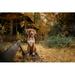 Ebern Designs Nova Scotia Duck Tolling Retriever - Wrapped Canvas Photograph Canvas | 8 H x 12 W x 1.25 D in | Wayfair